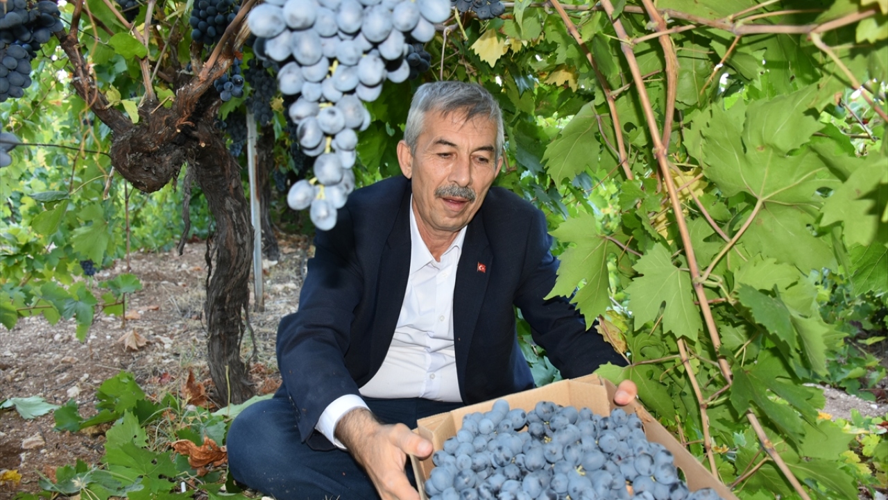 Arapgir Belediye Başkanı Haluk Cömertoğlu, yaptığı açıklamada, üzümün ilçenin önemli gelir kaynakları arasında yer aldığını söyledi.