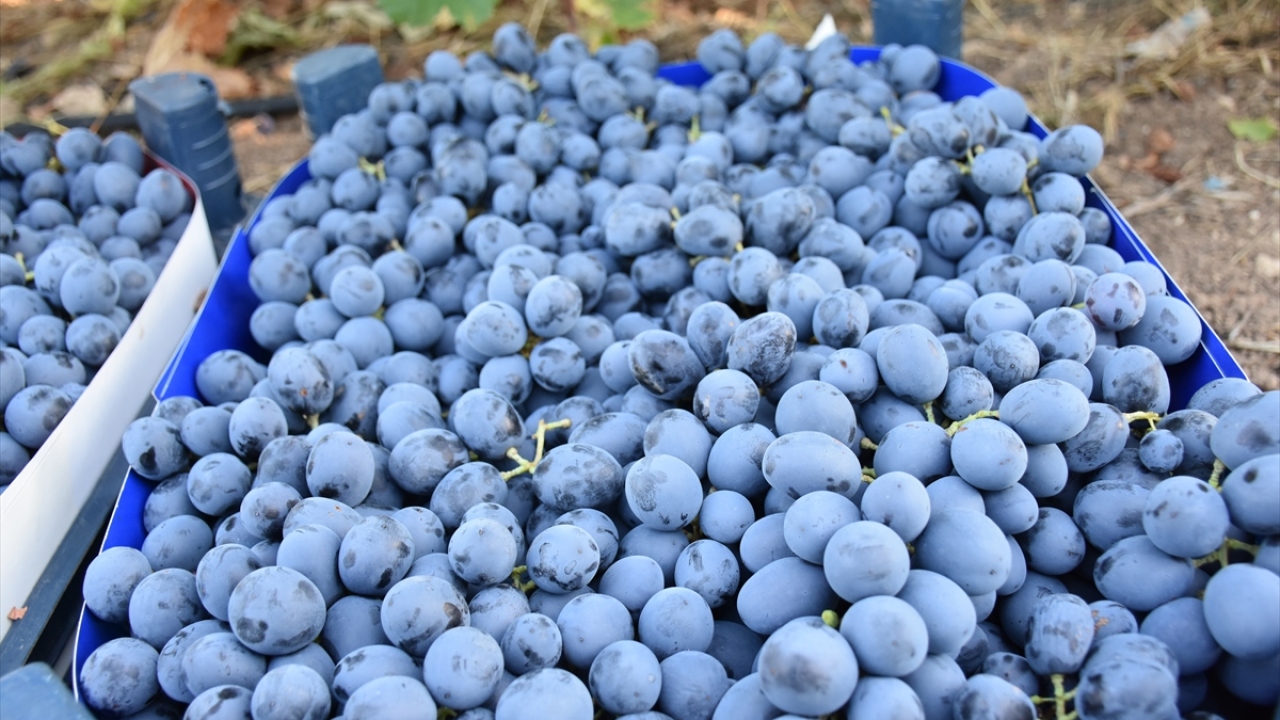 "Üzümün üzerinde canlı bakteri örtüsü var"