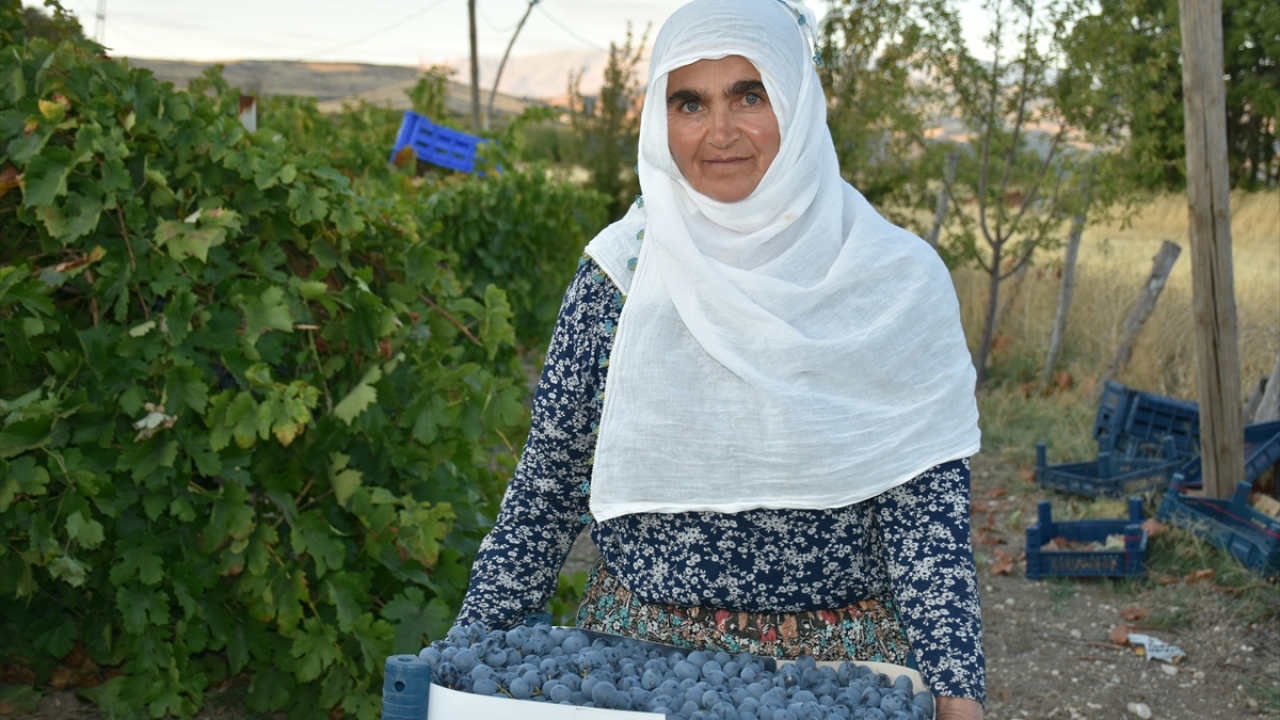 3 hafta sürecek hasadın hızla devam ettiğini belirten Cömertoğlu, bu üzümlerin sofralık olarak tüketildiğini ifade etti.