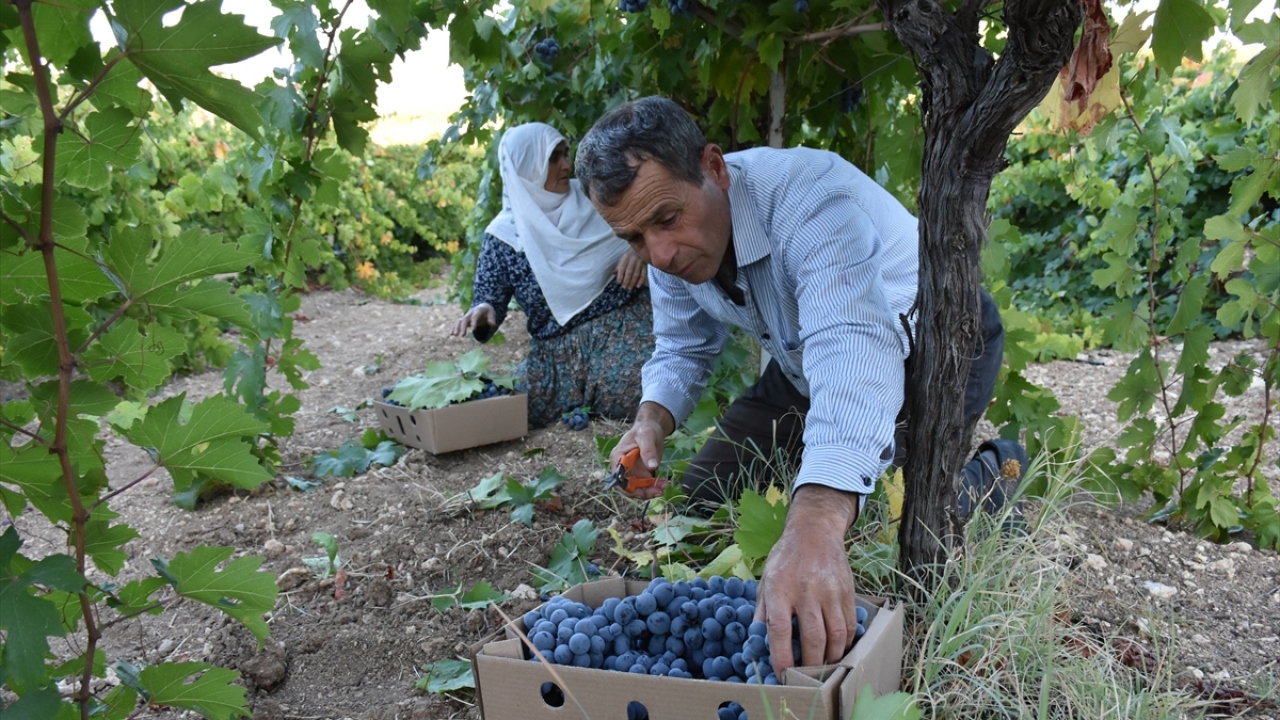 Tüccar Hüseyin Doğan Yılmaz ilçeden yıllık ortalama 300 ton üzüm aldığını belirterek, "Geçen yıl ilçeye 800 bin lira para bıraktık. Biz üreticilerin daha fazla üretmesini istiyoruz. Fabrikalar da biz tüccarlar da her yıl alım fiyatını artırıyoruz." dedi.
