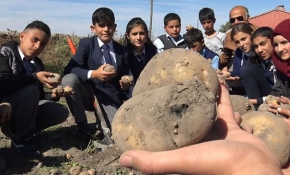 Öğrenciler okul bahçesinde organik patates üretiyor