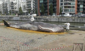 Karaya vurmuş balina heykeli ile küresel ısınmaya dikkat çektiler