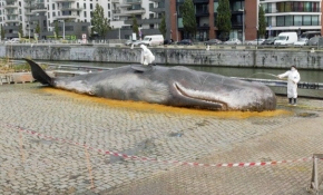 Görenler balina karaya vurmuş zannetti