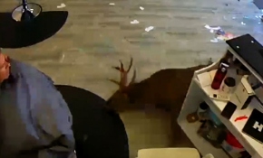 ABD’de geyik kuaför salonuna daldı