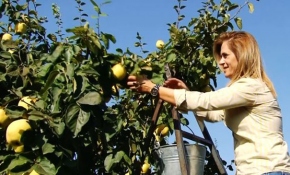 Geyve'de ayva hasadı başladı