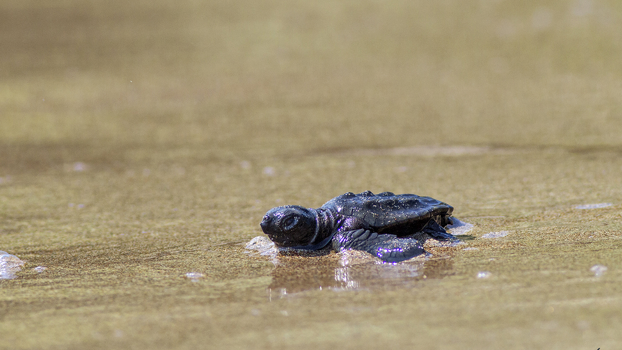ODTÜ Erdemli Deniz Bilimleri Enstitüsü Öğretim Üyesi Prof. Dr. Ahmet Erkan Kıdeyş, yaptığı açıklamada, enstitü sahilinde 2012 yılından bu yana kaplumbağalarla ilgili düzenli veri topladıklarını belirtti. 