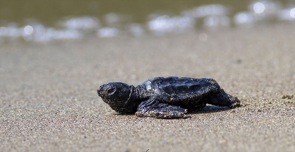 Sahilin nesli tükenme tehlikesi altında bulunan kaplumbağalar için çok önemli bir üreme yeri olduğunu ifade eden Kıdeyş, geçen yıl sahile 18 anaç kaplumbağanın yumurta bıraktığını kaydetti.