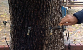İstanbul'da ses dalgalarıyla riskli ağaçlar belirleniyor