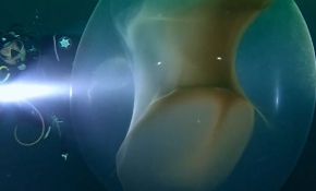 Dev kalamar yumurtası görenleri şaşırtıyor