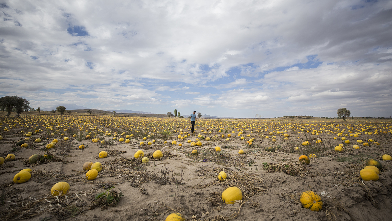Çerezlik kabak çekirdeği, Türkiye genelinde en fazla Kayseri`de üretiliyor.