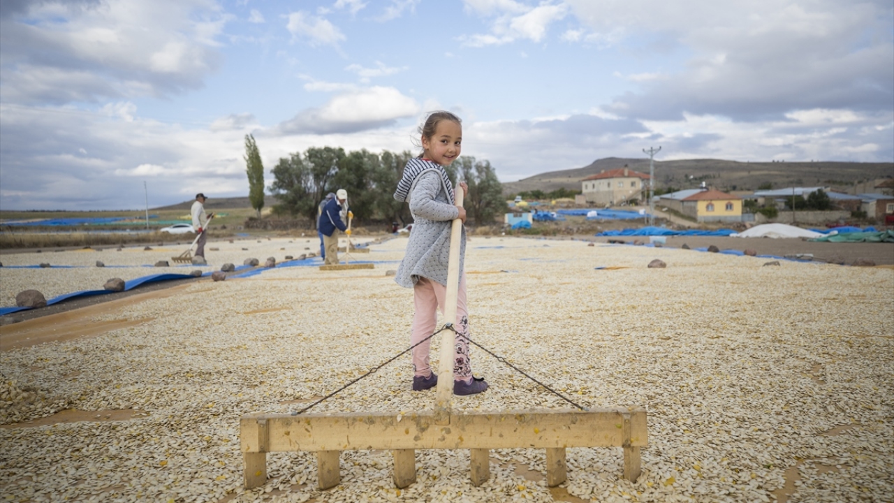 Tüflü toprağın suyu tutma özelliği sayesinde kabak çekirdeği üretiminin çok yüksek olduğu bölgede, Erciyes Dağı eteklerinde yer alan Tomarza ilçesi de üretimde Kayseri genelinde ilk sırada yer alıyor.