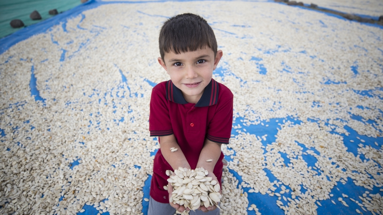 Avrupa ve Orta Doğu ülkeleri başta olmak üzere birçok ülkeye ihraç edilen kabak çekirdeğinde, bu yıl yüksek rekolte üreticiyi sevindirdi.