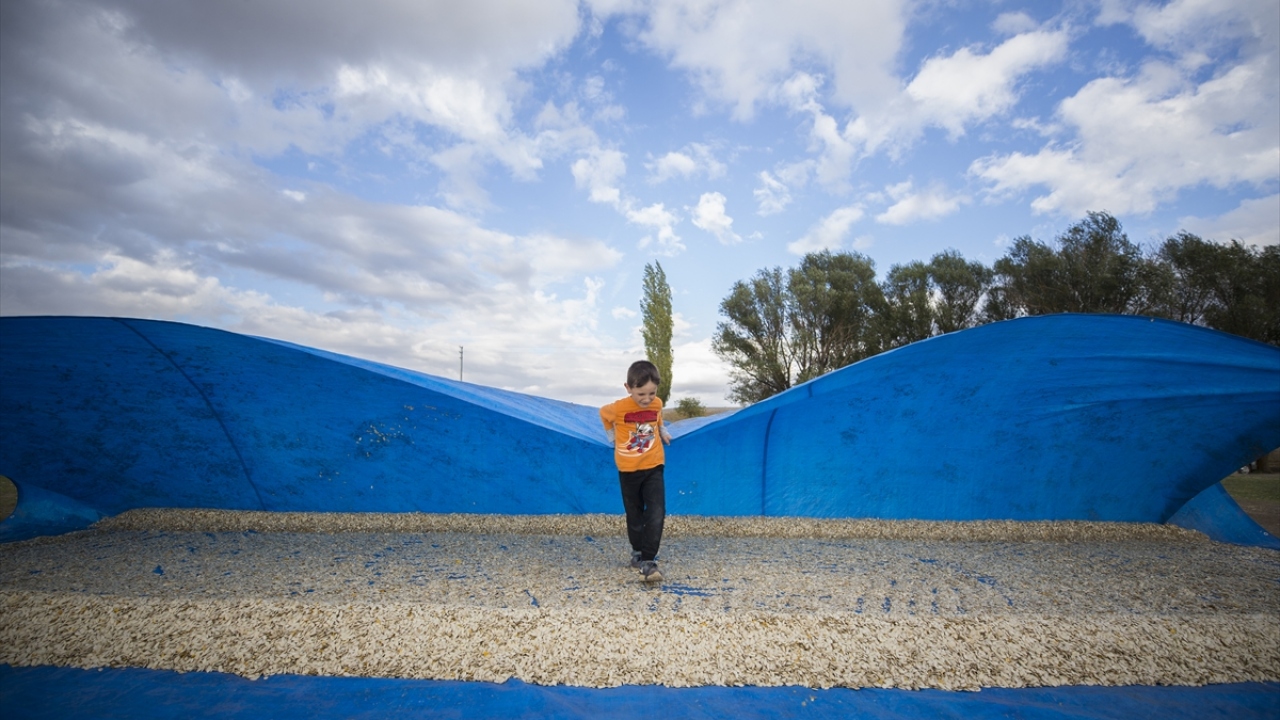 Kayseri`de yılda ortalama 13-14 bin ton kabak çekirdeği üretimi yapıldığını aktaran Öztaş, bu yıl yağışların çok iyi olduğunu ve rekoltenin 18 bin tona yaklaştığını söyledi.