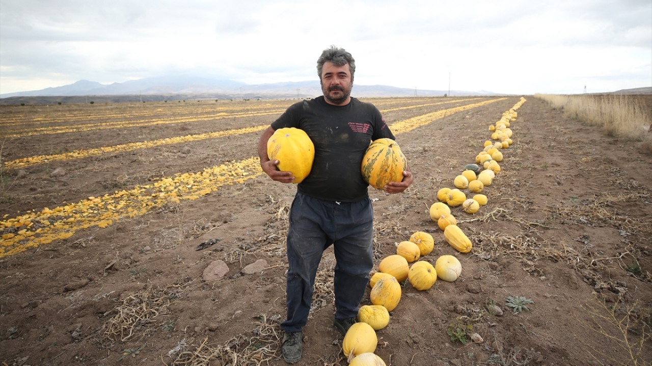 Tomarza Kabak Çekirdeği Üreticileri Birliği Başkanı Ahmet Öztaş, yaptığı açıklamada,  ilçelerinde yetiştirilen ürünün "Tomarza kabak çekirdeği" ismiyle coğrafi işaret olarak tescillendiğini belirtti.