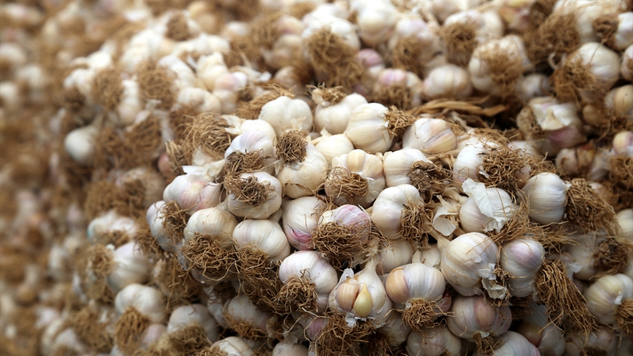 Sarımsak dendiğinde Türkiye`de ilk akla gelen yerlerden biri olarak gösterilen Kastamonu`nun Taşköprü ilçesinde her hafta 2 kez sarımsak pazarı kuruluyor. 