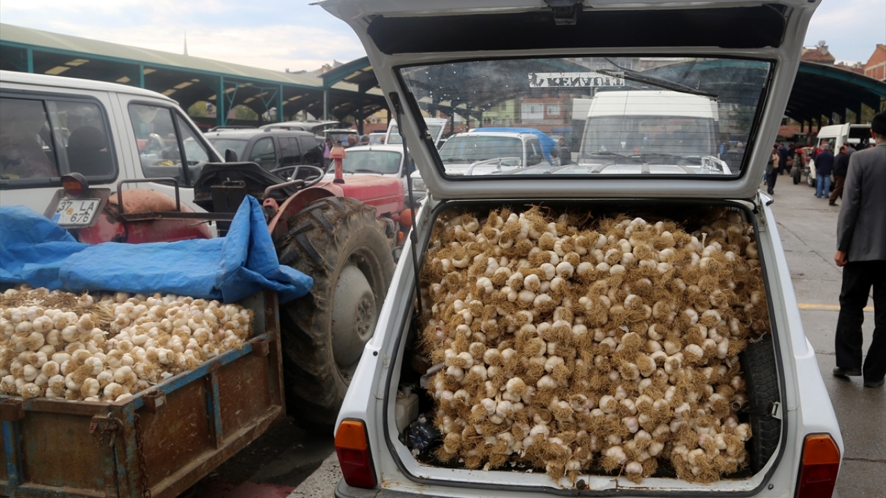İlçede kurulan pazarda sarımsak fiyatları kiloda ortalama 5 lira düştü.  Fiyatlar, 15 lira ile 35 lira arasında değişiyor.
