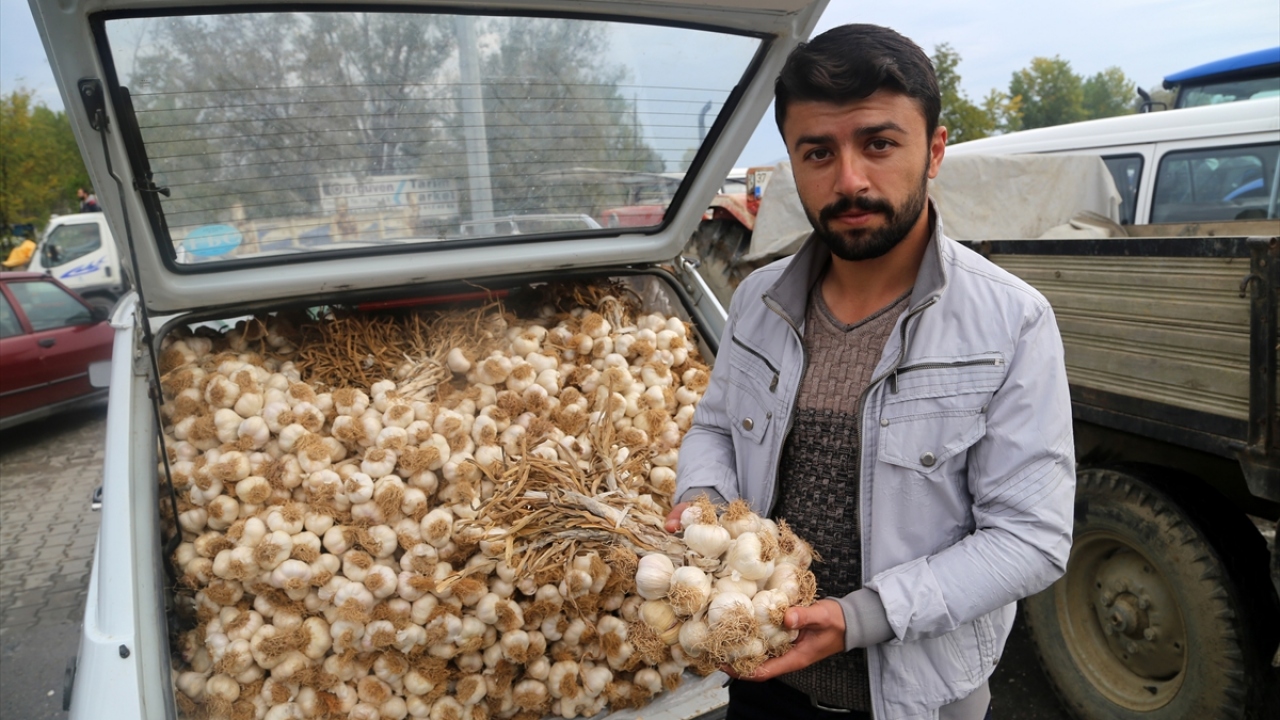Taşköprü sarımsağının çok özel bir ürün olduğunu vurgulayan Yaman, "Coğrafi işaretli yöresel bir ürün. Selenyum miktarı fazla olduğu için diğer sarımsaklara göre çok daha kaliteli ve lezzetli. Hatta ilaç niyetiyle bile kullanılabilir." dedi.