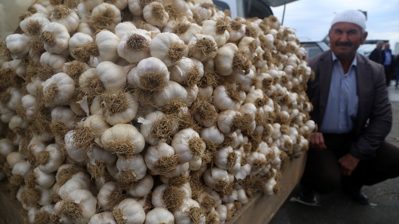 "Sarımsak arzı yeterli"