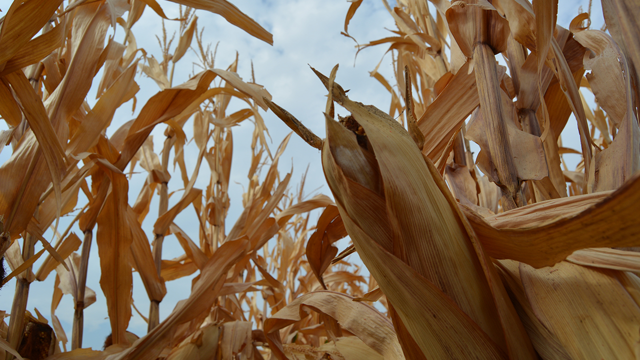 İslahiye Ziraat Odası Başkanı Mehmet Köse, gazetecilere yaptığı açıklamada İslahiye ve Nurdağı İlçelerinde yağlık ve yemlik mısır hasadının başladığını söyledi.