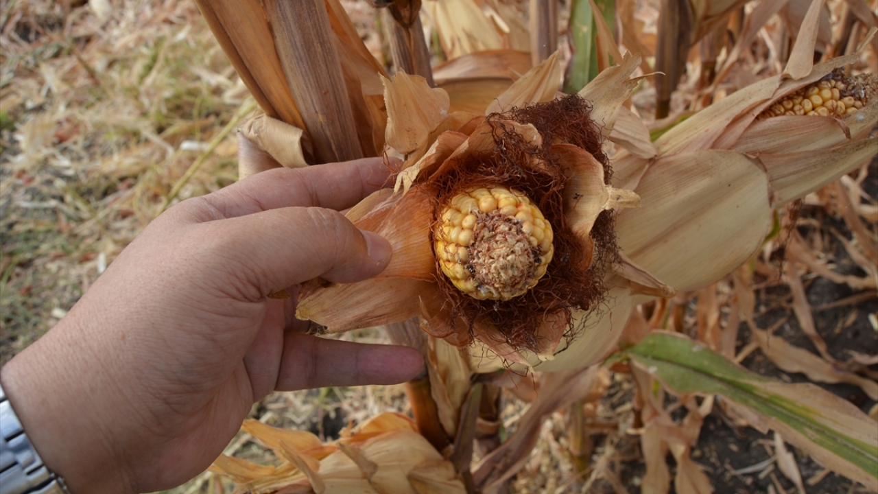 Köse, İslahiye`de 5 bin dekar alanda yağlık, bin 500 dekar alanda yemlik mısır hasadının yapıldığını, Nurdağı ilçesinde ise bin 500 dekar alanda yağlık, 4 bin dekar alanda yemlik mısır hasadının yapıldığını belirtti.
