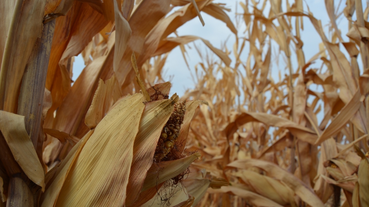 Köse, ilçede genelde ikinci ürün olarak ekilen mısırın alım fiyatının TMO tarafından bin 150 lira olarak belirlendiğini anımsattı.