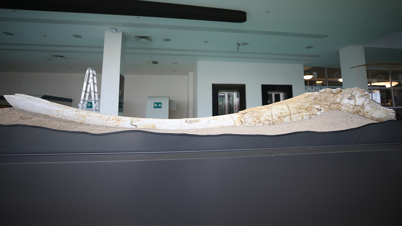 Finlandiyalı fosil uzmanı Dr. Juha Saarinen, Kayseri`de ortaya çıkarılan bazı fosillerin mamutlardan daha eski olduğunu belirterek, bunların yeni bir tür olabileceğini söyledi. 