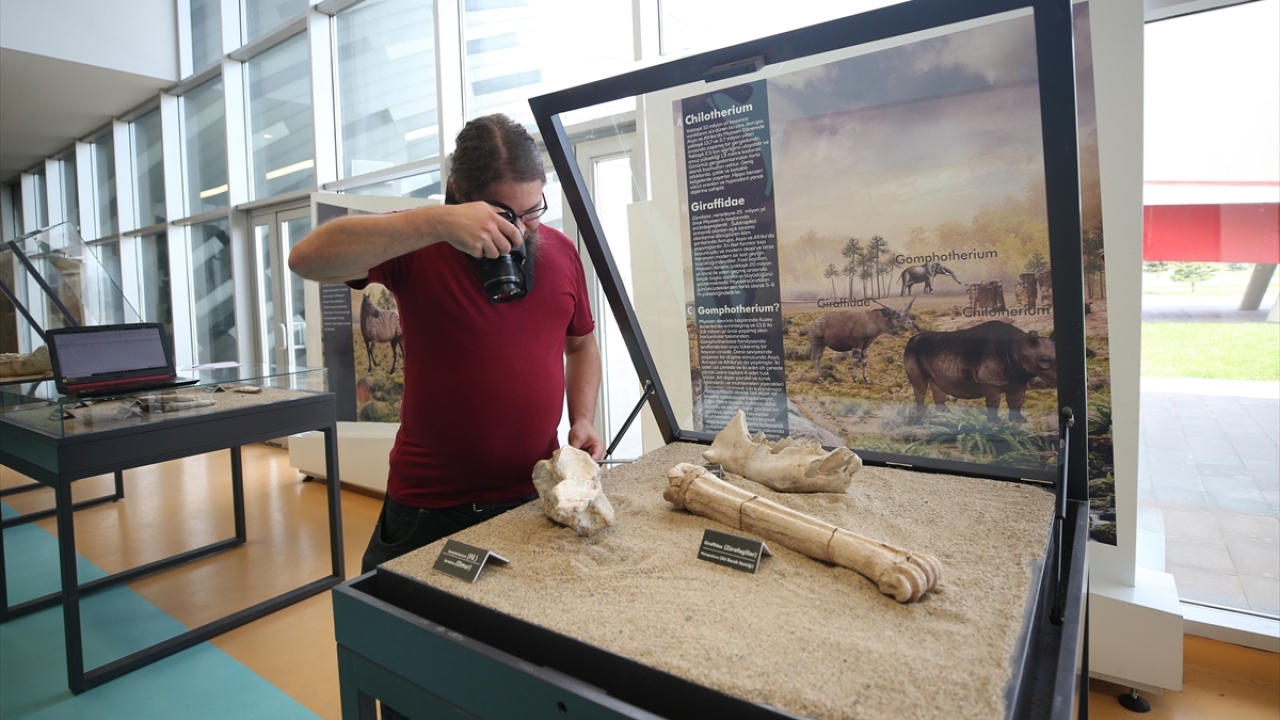 Saarinen, fosillerin bütünlük ve büyüklük olarak dünyada tek olduğunu vurgulayarak, daha önce farklı ülkelerde yaptığı çalışmalarda bu tip örneklere rastlamadığını belirtti.