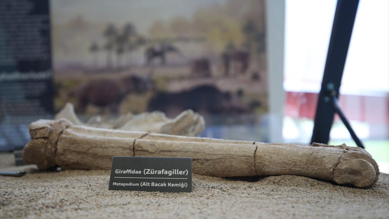 Saarinen, Kayseri Bilim Merkezinde sergilenen fosiller sayesinde Finlandiya`da yapacağı araştırmalarda büyük yol katedeceğini dile getirerek, bölgenin fosil bakımından zengin olduğunu anlattı.