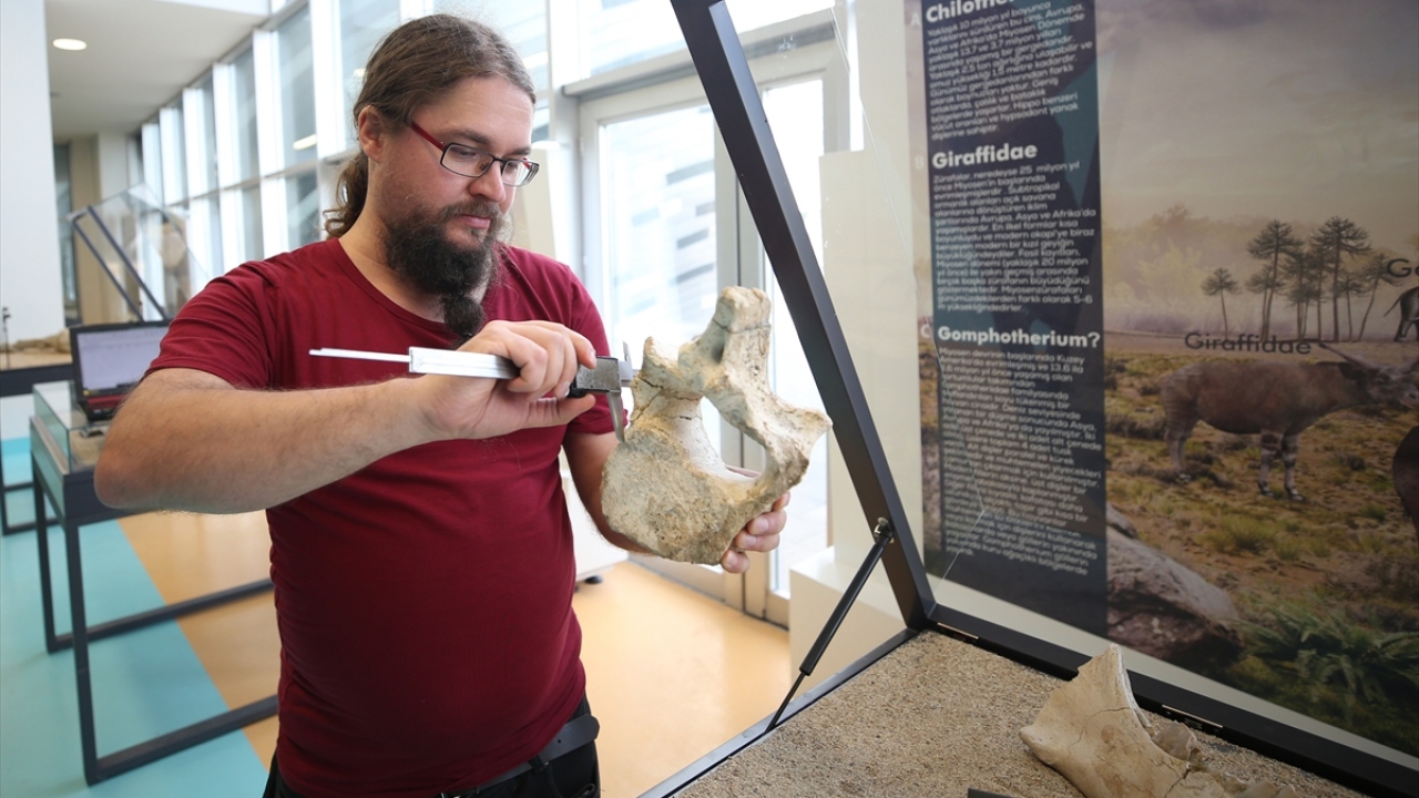 "Bazı örnekler mamutlardan daha eski"