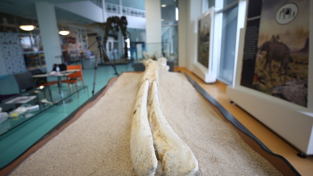 Kazılarda bulunan fosiller arasında zürafa, fillerin atası olarak bilinen 4-5 tür, gergedan, üç toynaklı atlar ve boynuzlugillere ait örnekler yer alıyor.