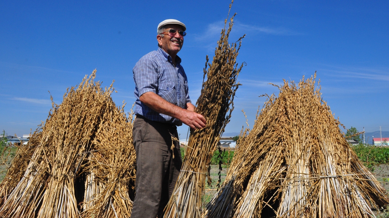 Antalya`nın Manavgat ilçesinde hasadına başlanan susamdaki verim artışı çiftçileri sevindirdi.
