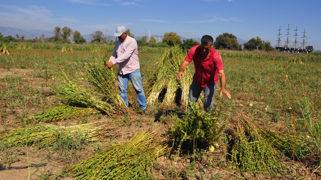 Devlet destekleriyle de bu yıl 10 bin dönüm alana ekilen susamdan, 7 bin ton ürün alınması bekleniyor.
