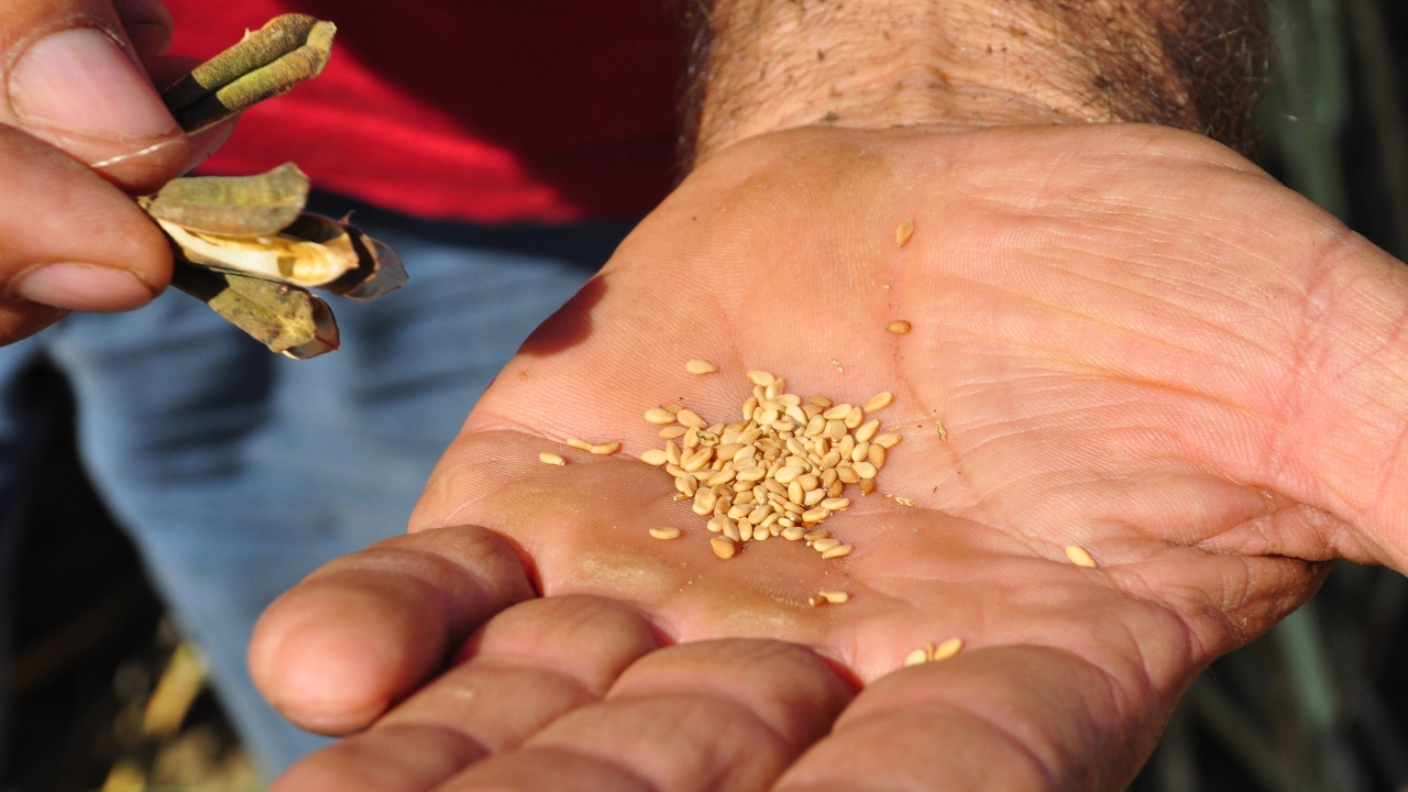 "Ekim alanları genişliyor"