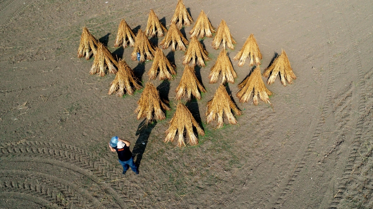 Manavgat Ziraat Odası Başkanı Rasim Metin, ilçedeki susam ekim alanlarının genişlemesinin önemli olduğunu aktardı.