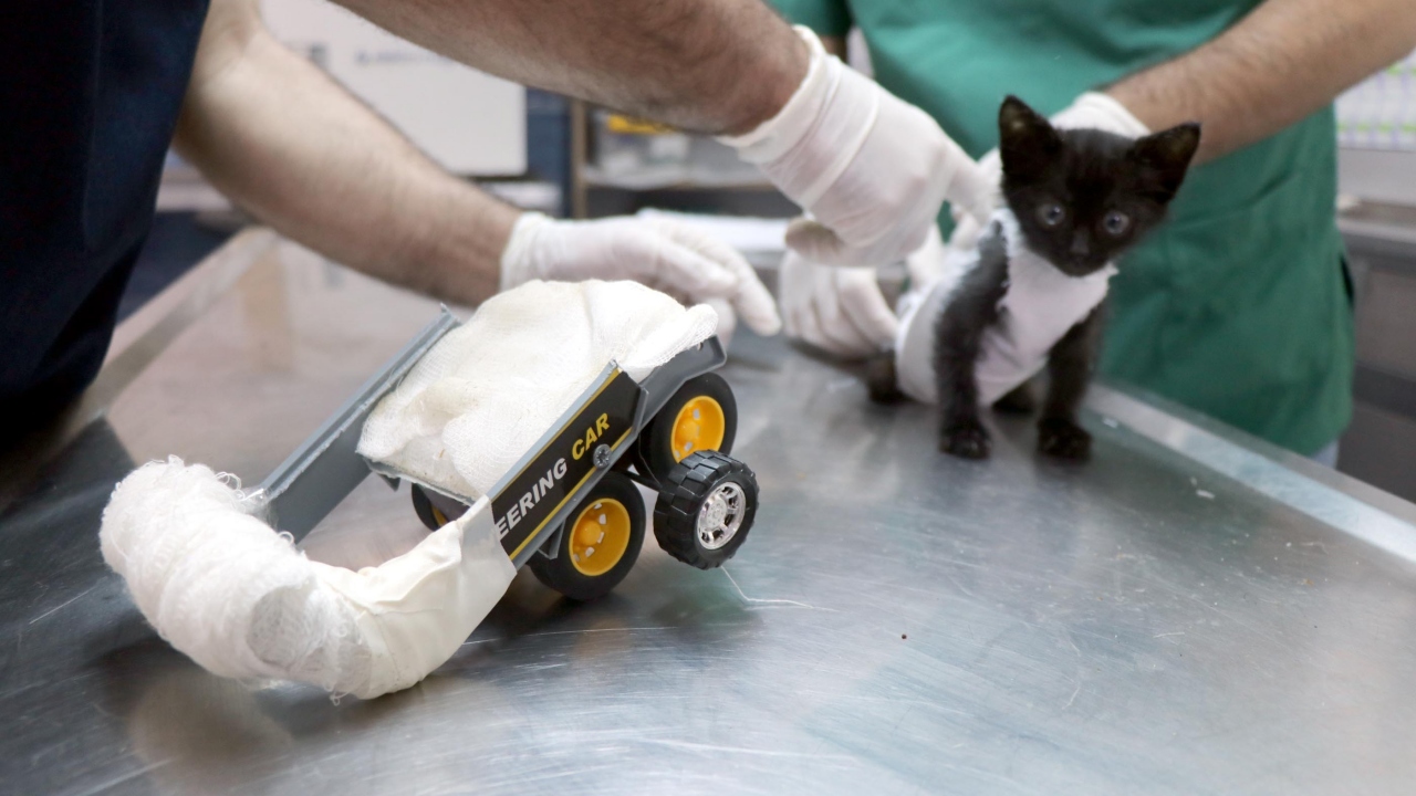 "Yaşaması için elimizden geleni yapacağız"