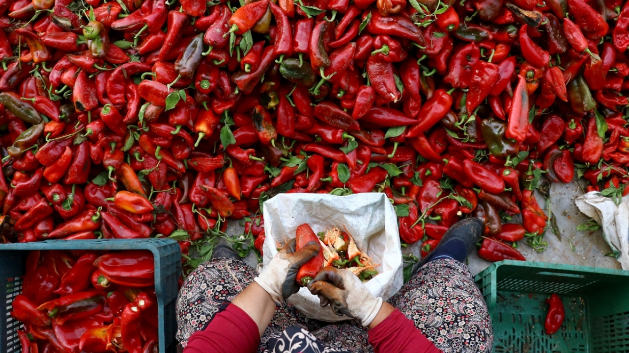 Yaklaşık bin tonluk acı biber salçası ise Hollanda`ya gönderiliyor.
