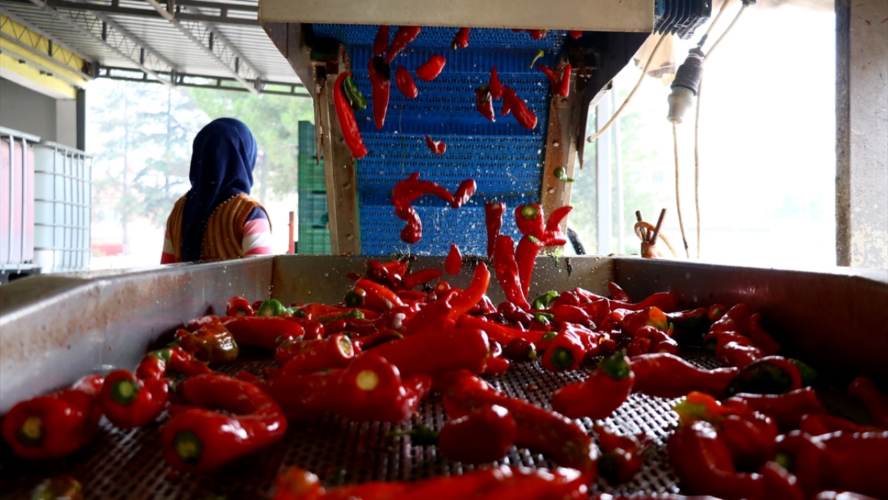 Kulaca, Hollanda`ya 15 yıl önce başladığı acı biber salçası ihracatını, yaklaşık 15 kat artışla 65 tondan bin tona çıkardı.