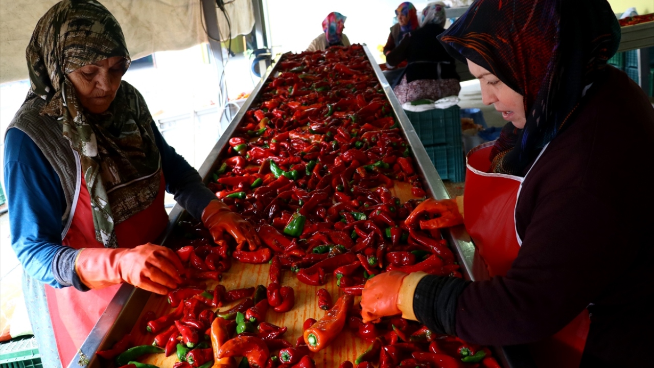 Hollanda`ya 15 yıl önce başladığı acı biber salçası ihracatını 65 tondan bin tona çıkaran kooperatif, 100`ü kadın 120 işçi istihdam ediyor.