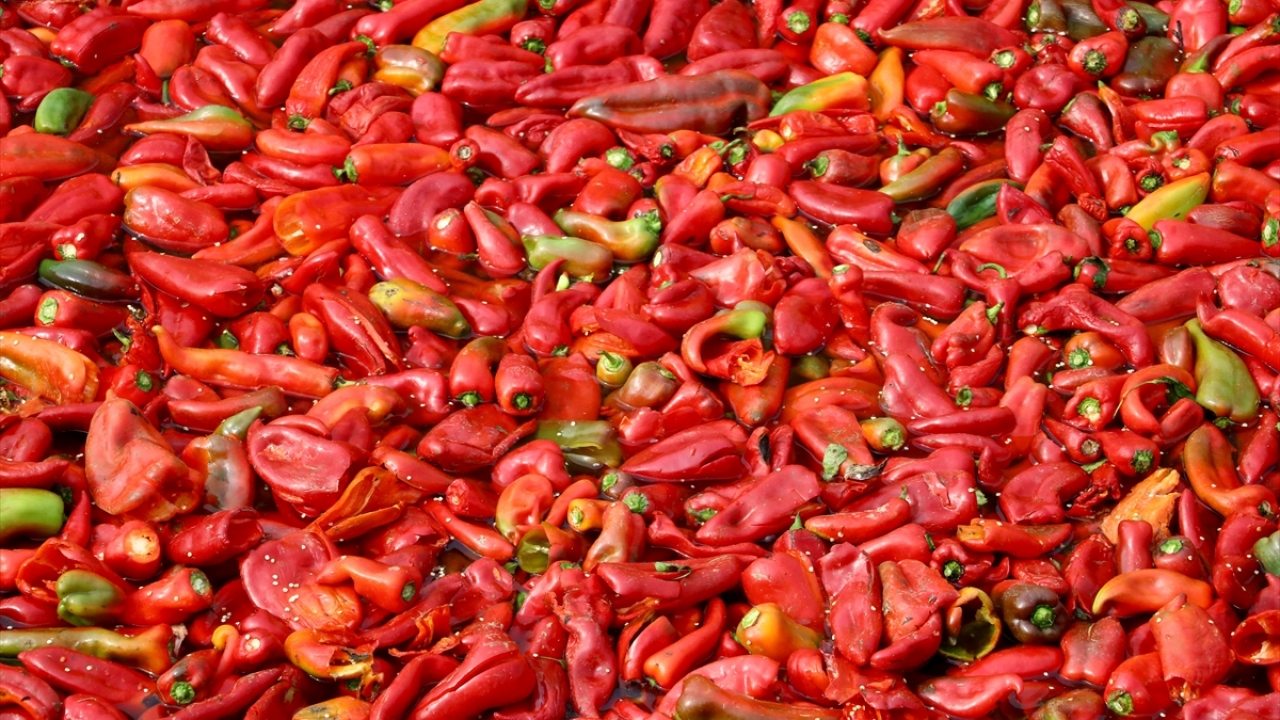 Bursa`nın İnegöl, Yenişehir, Mustafakemalpaşa ve Karacabey ile Konya`nın Akşehir ilçelerinde üretilen yıllık ortalama 3 bin ton domates ile 2 bin ton acı biber, salçaya dönüşüyor.