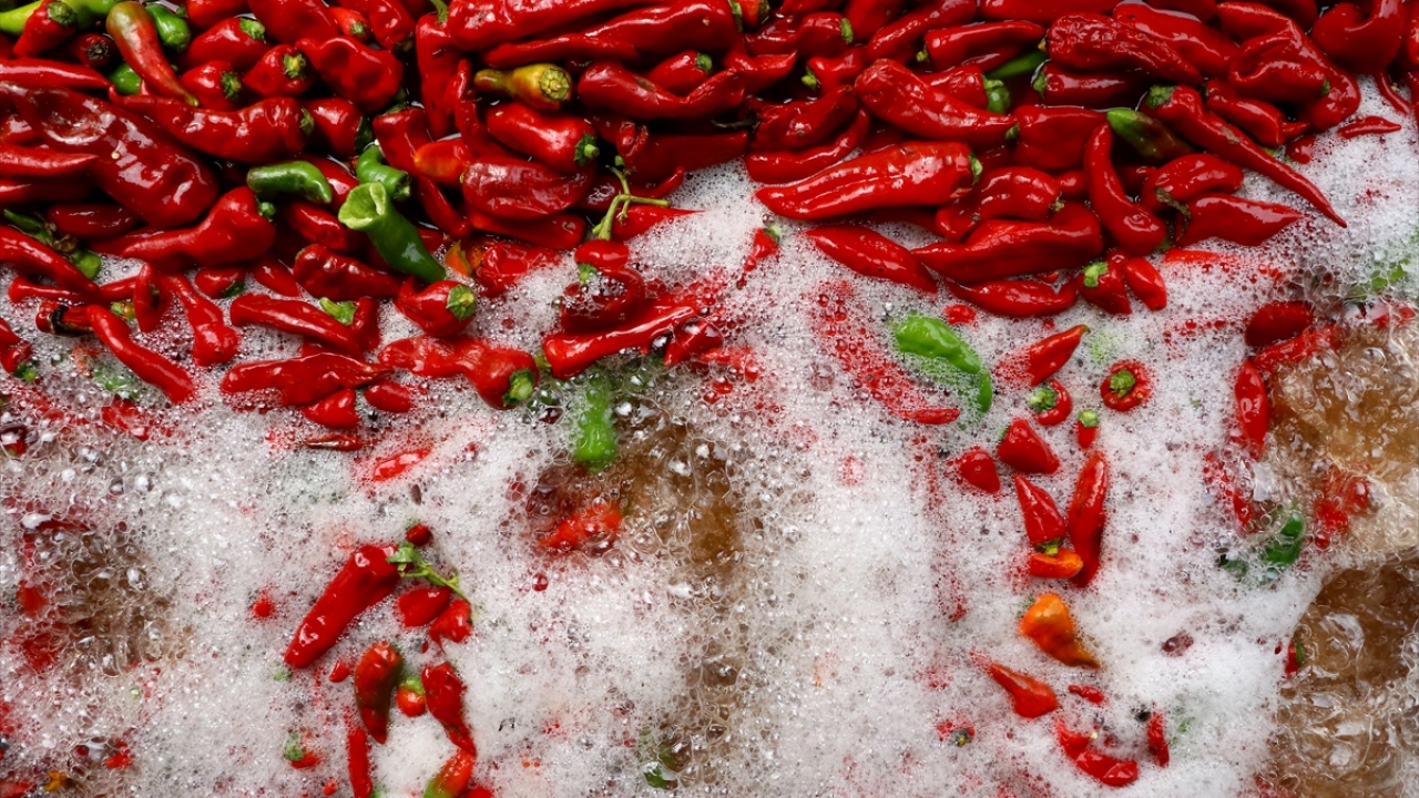 Kooperatif, domates salçalarının tamamını, biber salçasının da bir bölümünü iç pazarda satıyor.