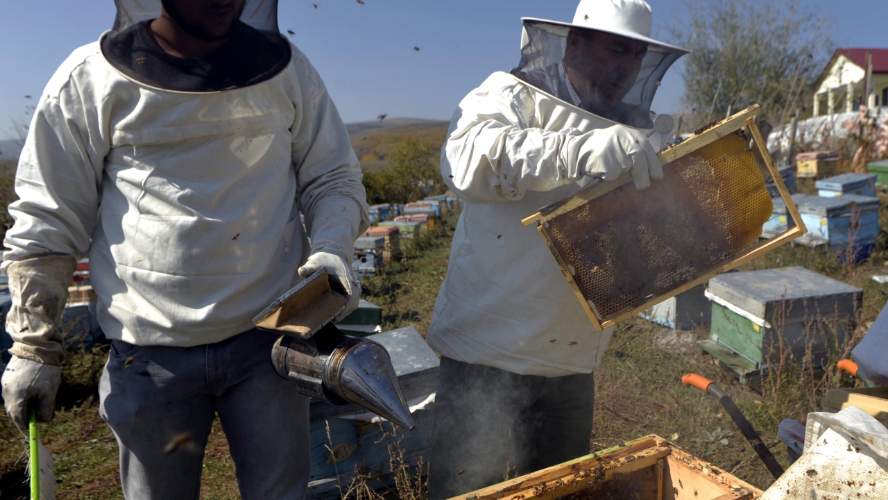 "Kar altında kışlatılan arı daha güçlü ve sağlıklı"