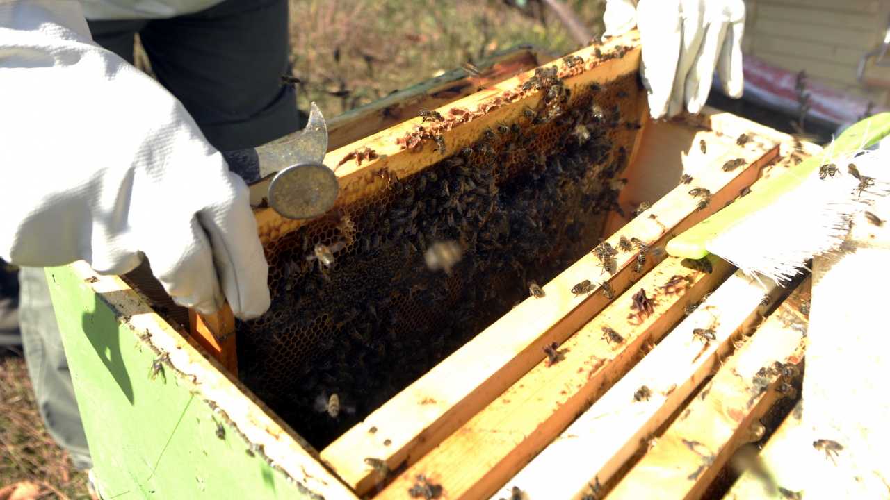 Arıcı Necdet Bilgin de son yıllarda arılarını kışın açık alanda, kar altında kışlattığını anlattı. Kar altında kışlatılan arının daha güçlü ve verimli olduğunu aktaran Bilgin, şunları kaydetti: