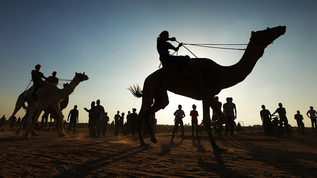 Filistin Deve Yarışları Federasyonu ve Filistin Olimpiyat Komitesi tarafından düzenlenen müsabakada yarışmacılar, dereceye girmek için mücadele etti.