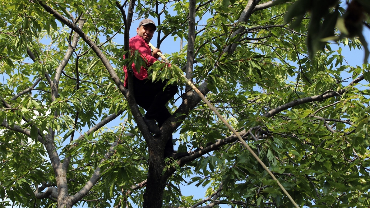 Aydın`da 73 bin 433 dekar alanda yılda ortalama 27 bin ton kestane üretimi yapılıyor.