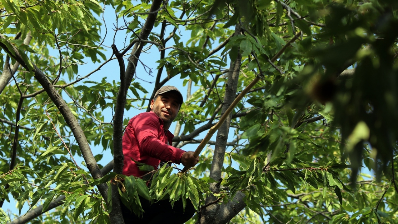 Ağaçların 10-15 metreyi bulan yüksekliklerinden dolayı toplanması zor olan kestane için, "sırıkçı" adı verilen erkekler, ellerine aldıkları 3-4 metre uzunluğundaki sırıklarla ağaca çıkıyor. 