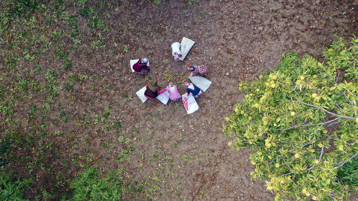 Hasat süresince çalışan kadınlar 150, ağaç tepesinde kestane düşüren erkekler ise 400 lira yevmiye alıyor.