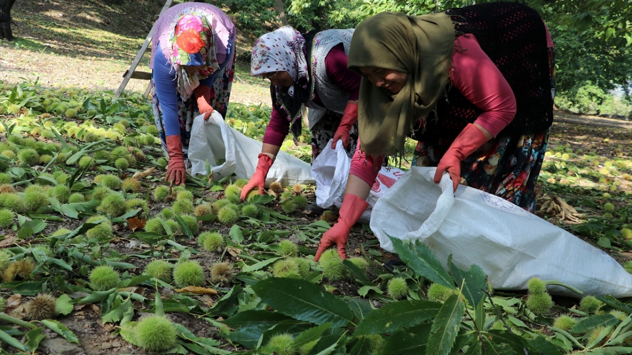 İncir ve zeytin gibi şehrin önemli geçim kaynakları arasında yer alan kestanenin hasadı diğer ürünlere göre daha zorlu geçiyor.
