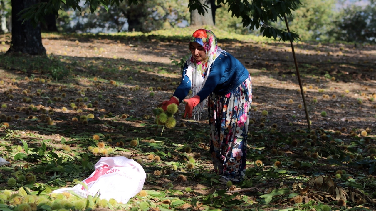 Ağaç dallarında adeta cambaz dikkatiyle hareket eden sırıkçılar, çırptıkları dışı dikenli kestaneyi yere düşürüyor.