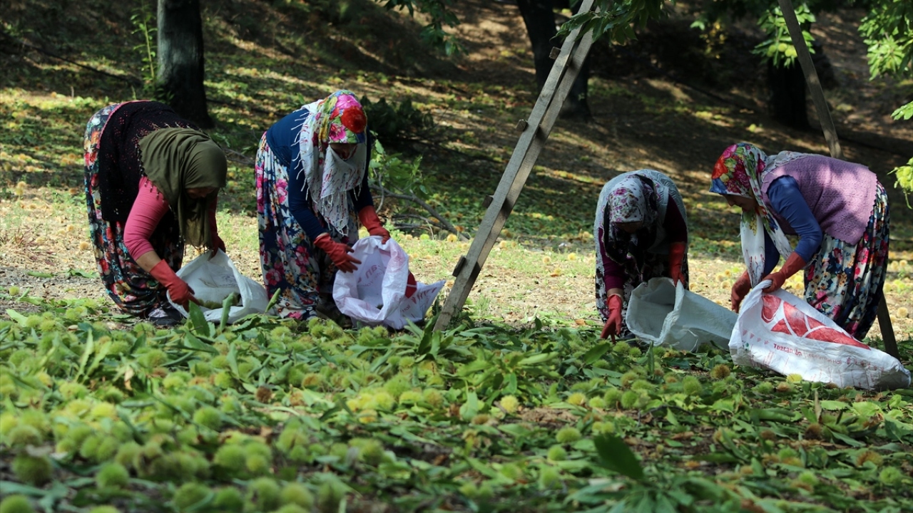 Kestanelerin ağaçtan tamamen düşürülmesinin arından görevi kadınlar devralıyor.