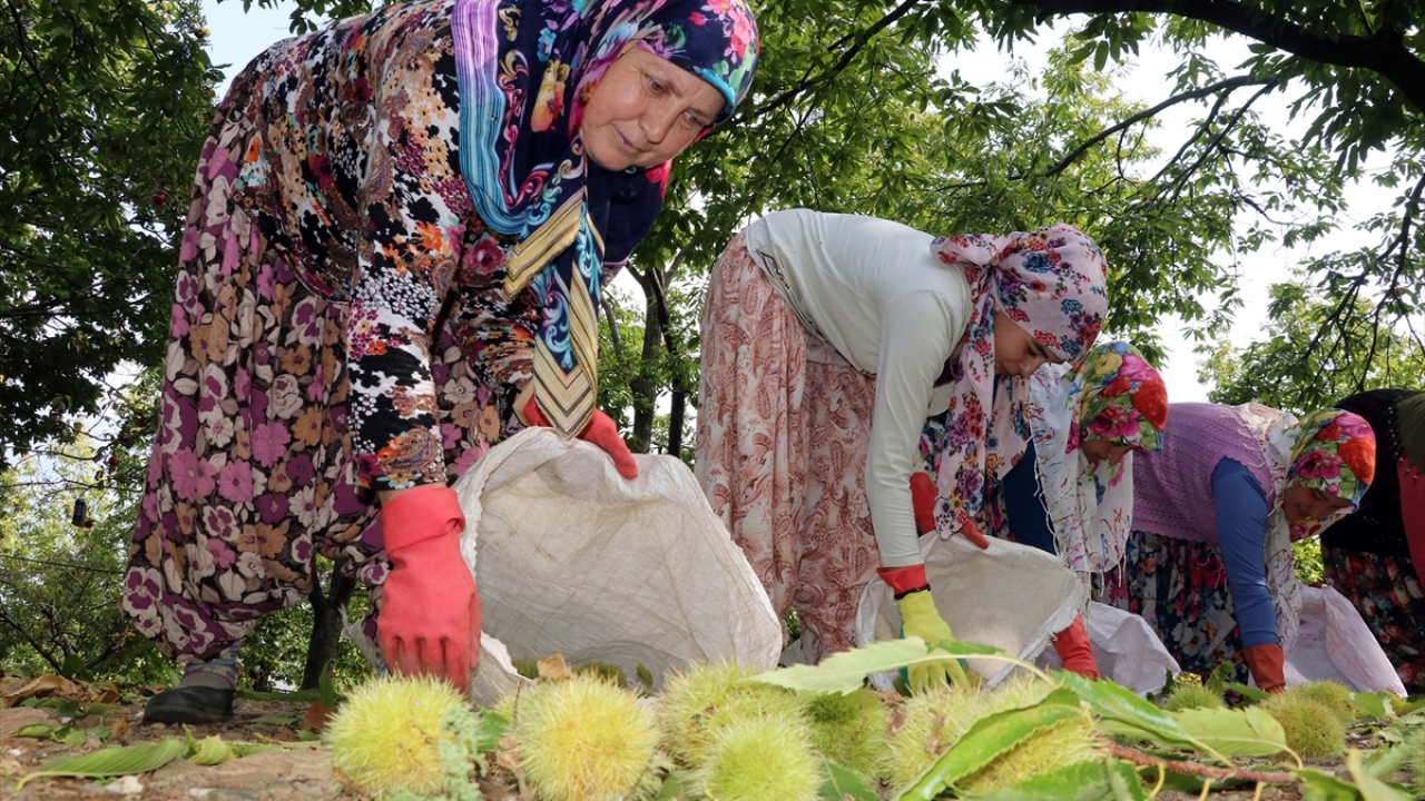 Kestane dikenli olduğu için eldiven giyen kadınlar, yerden tek tek topladıkları ürünü yanlarında taşıdıkları çuvala dolduruyor.